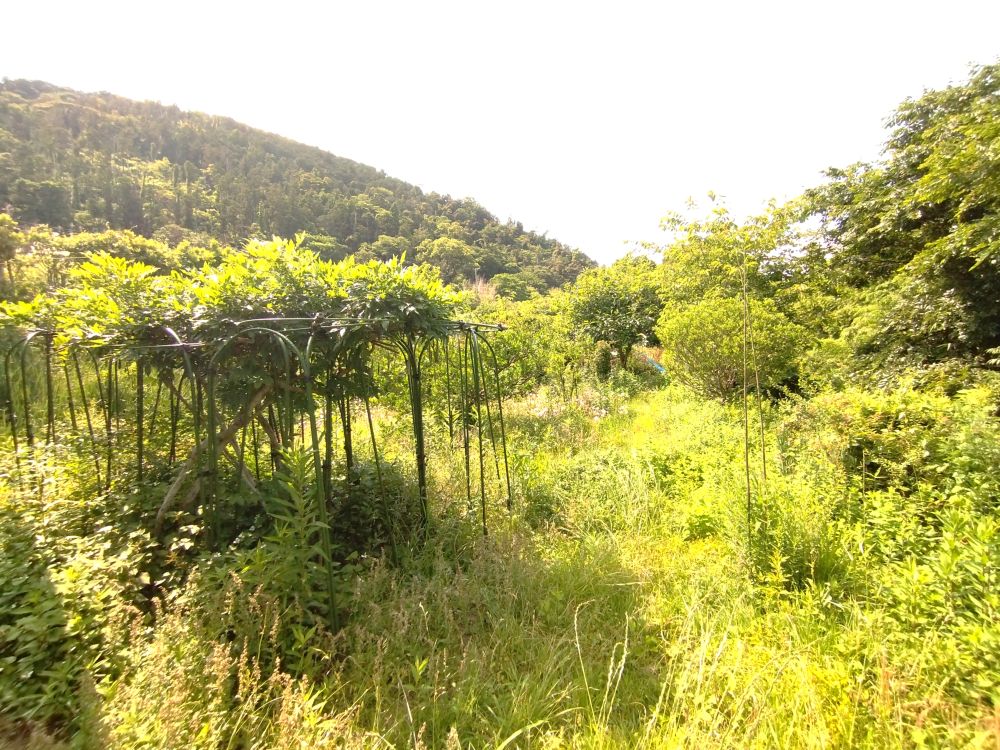 果樹や菜園を楽しめます