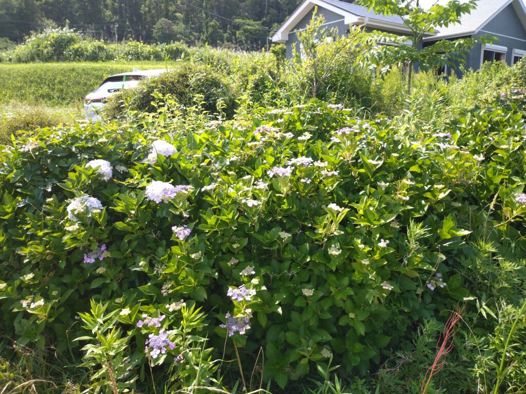 敷地内に咲くアジサイ